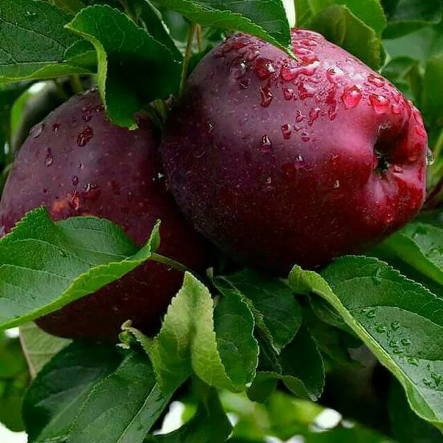 Freshly Picked Apple