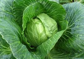 Cabbage